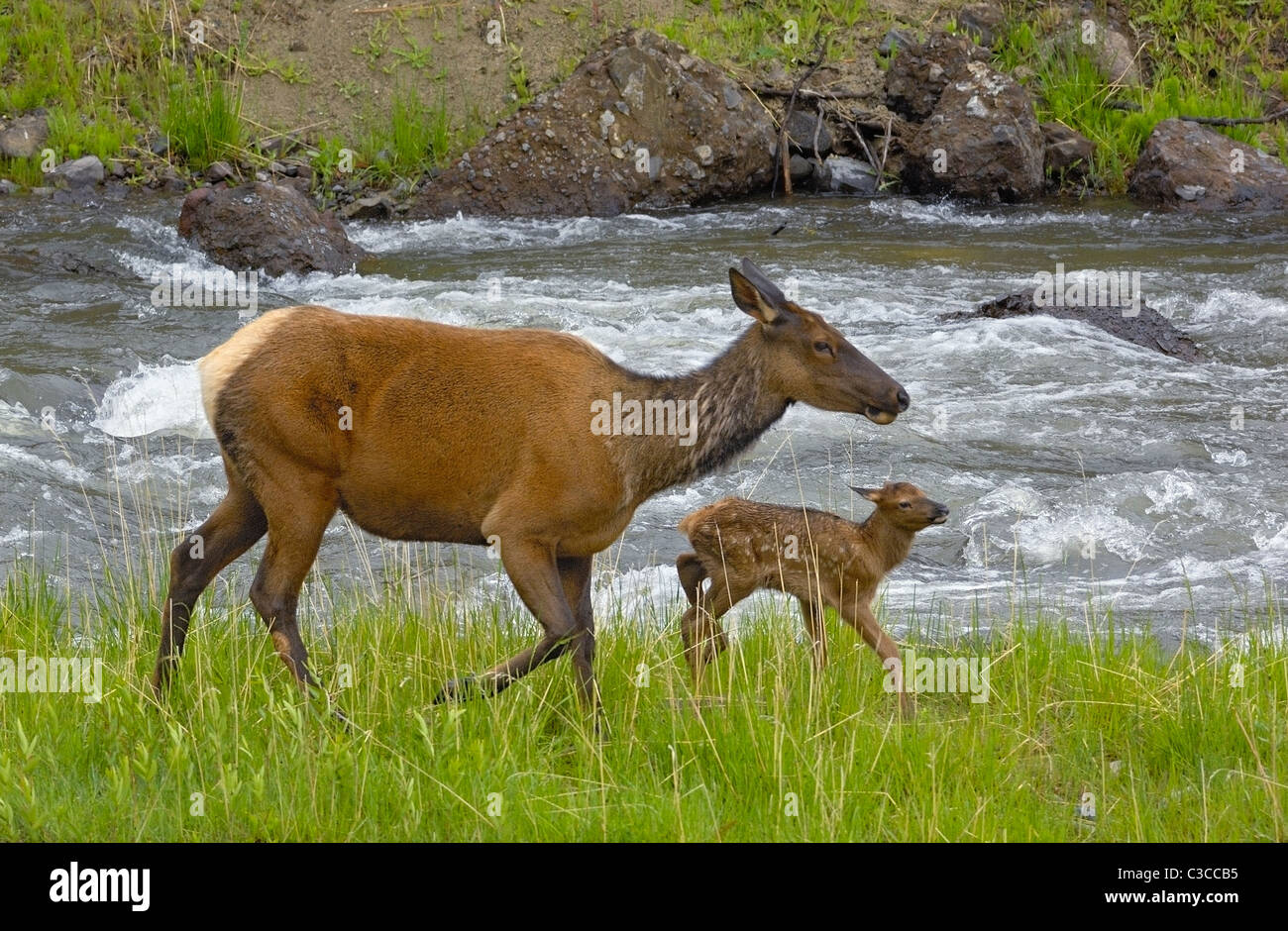 Mère et nouveau-né le long Mountain Elk River Banque D'Images