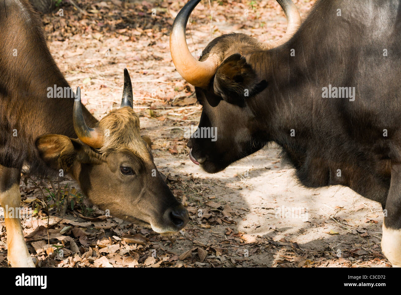 Les hommes et gaur (Bos gaurus) à l'un l'autre à Phnom Hakkai Wildlife Sanctuary. Banque D'Images