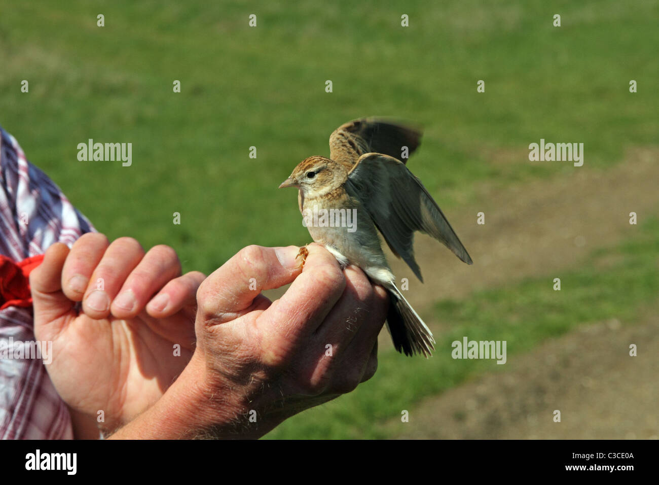 Circaète jean-le-Lark (Calandrella brachydactyla) - pris dans une brume, nid d'oiseaux, Bill Partland Obervatory Dorset Banque D'Images