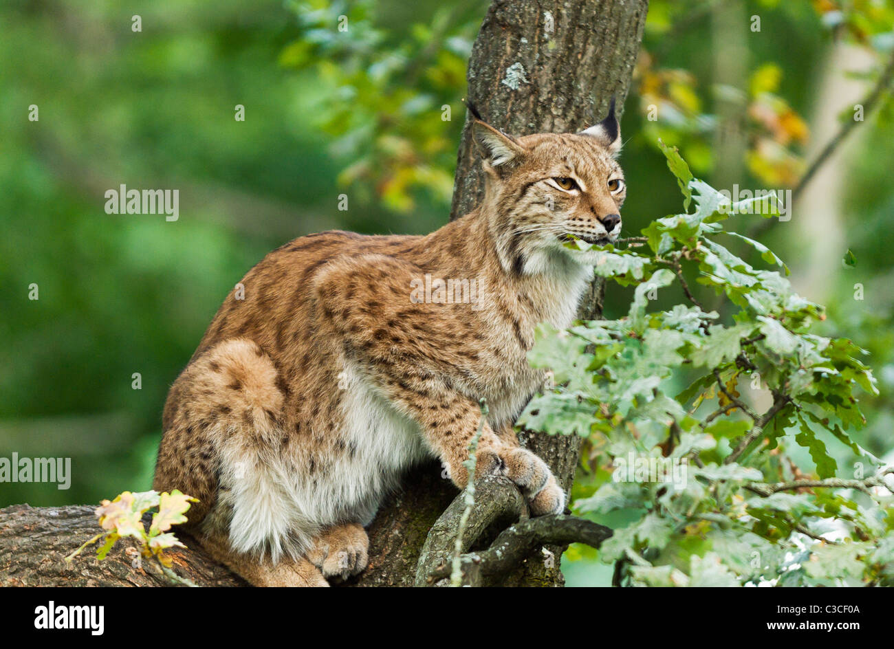 Un lynx (Lynx lynx) assis dans un arbre en Suède. Banque D'Images