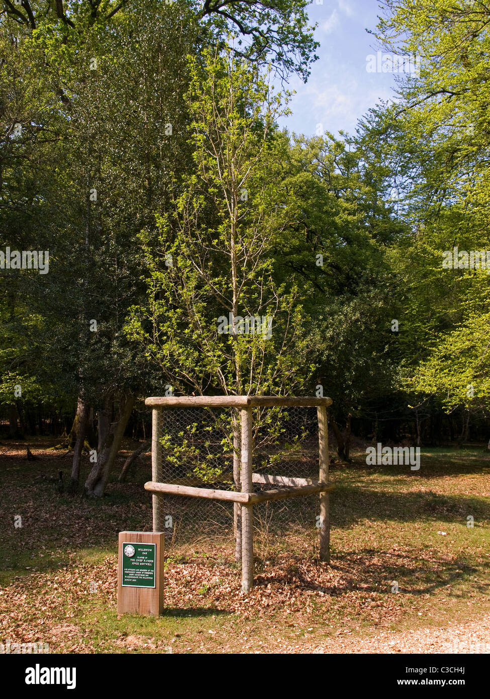 Le Chêne millénaire planté par le chef Ranger en 2000 dans la New Forest Hampshire England UK Banque D'Images