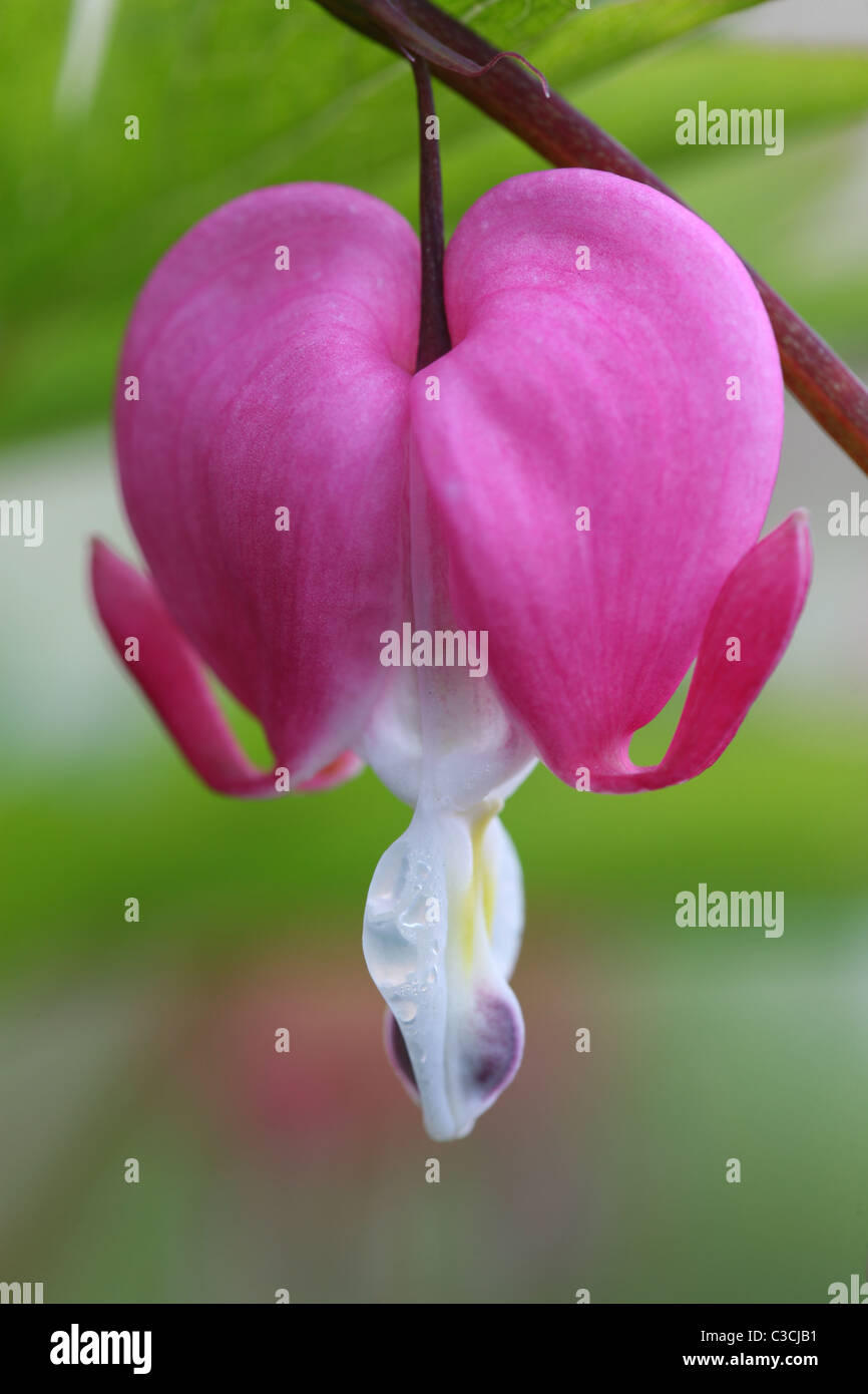 Dicentra rose en fleur Banque D'Images