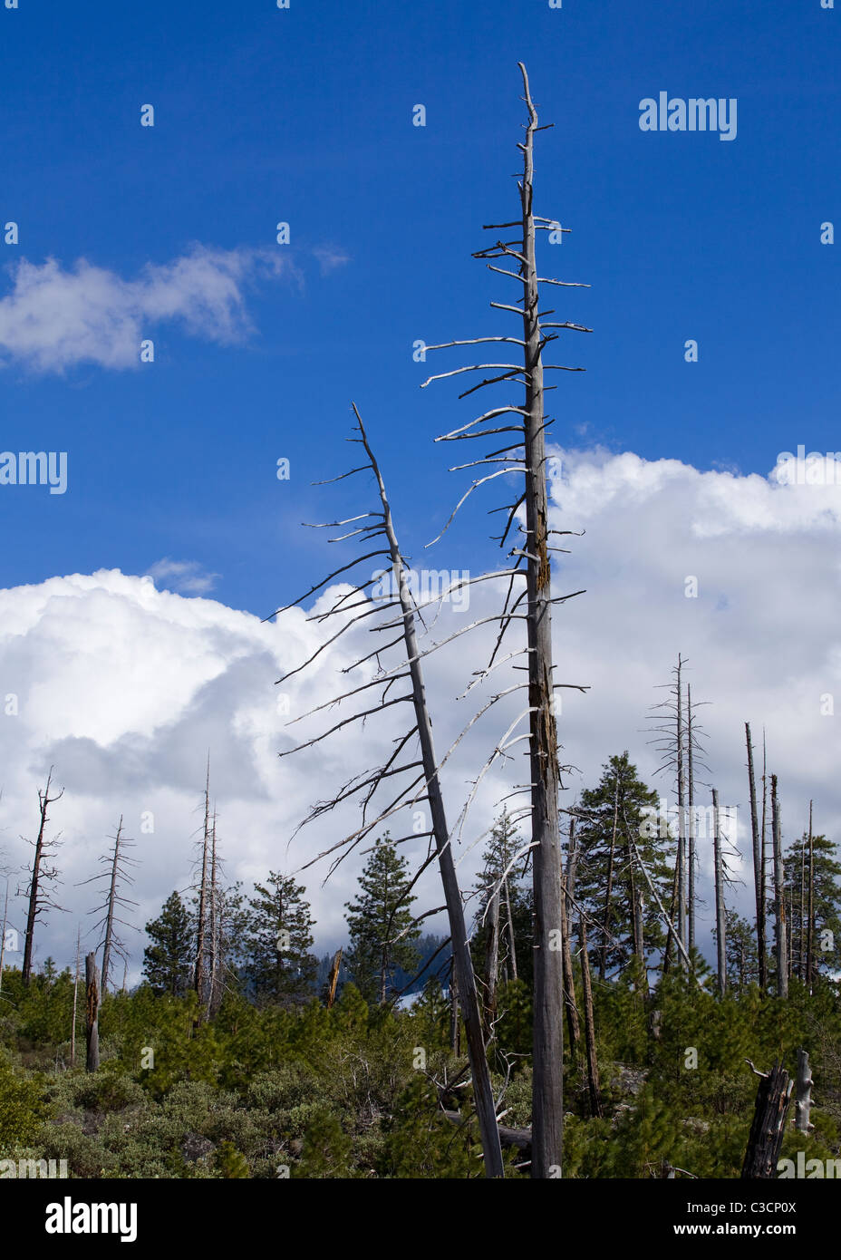 Les arbres brûlés dans les incendies de forêt, contre blue cloudy sky - Sierra Nevada, en Californie USA Banque D'Images