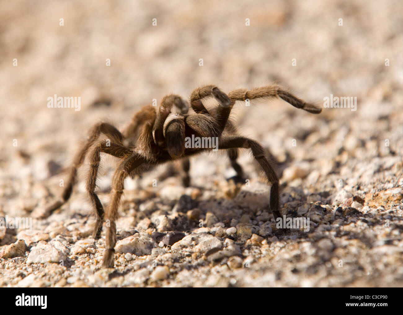 California Ebony Tarantula en tenant la posture agressive(Aphonopelma eutylenum) - Soda Lake, California USA Banque D'Images