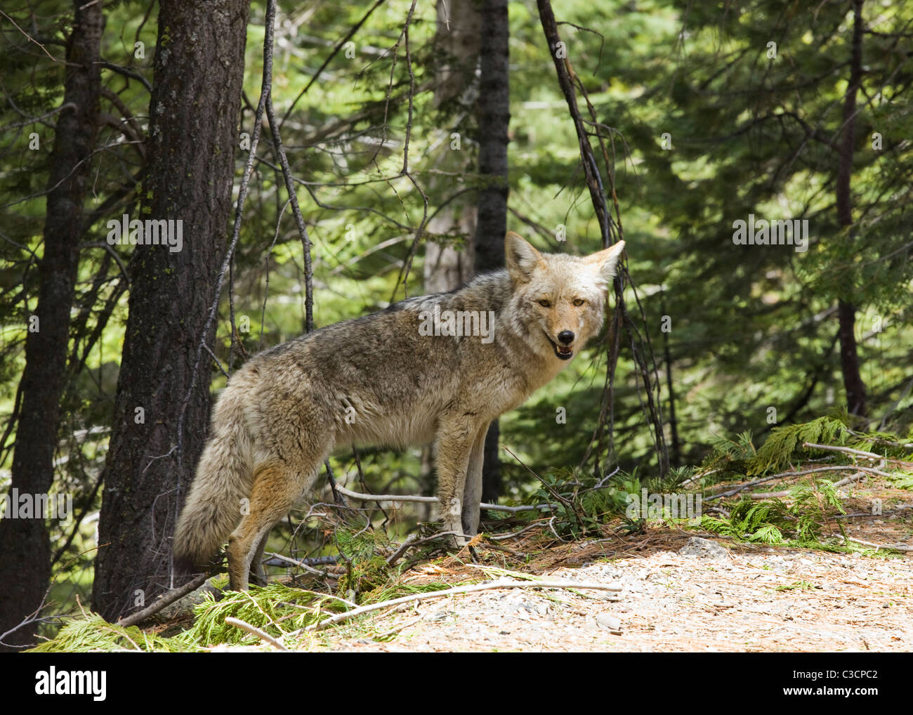 La montagne de l'Amérique du Nord Le Coyote (Canis latrans) sur le bord de forêt - California USA Banque D'Images