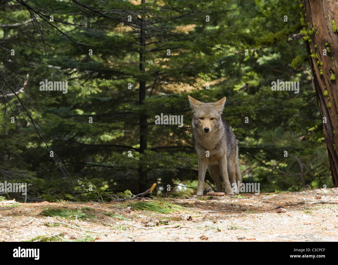 La montagne de l'Amérique du Nord Le Coyote (Canis latrans) sur le bord de forêt - California USA Banque D'Images