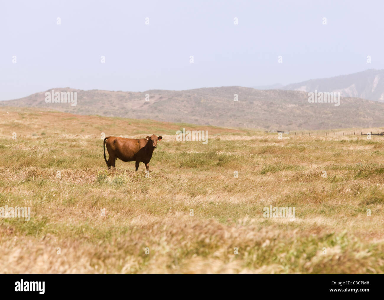 Une vache solitaire au milieu de terrain herbeux - California USA Banque D'Images