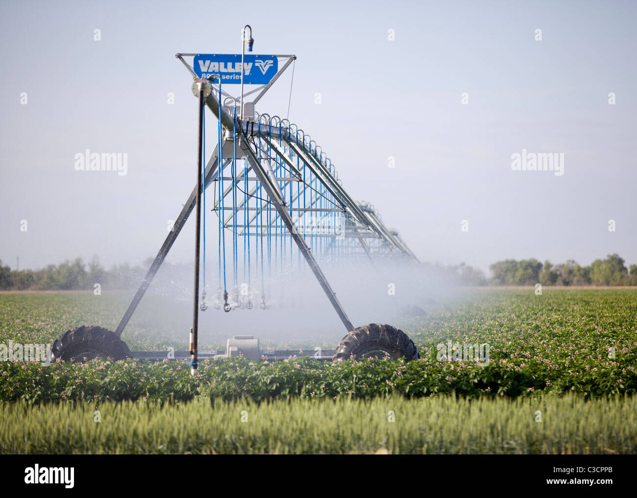 L'irrigation agricole système de gicleurs utilisés dans une ferme commerciale - le Centre de la Californie USA Banque D'Images