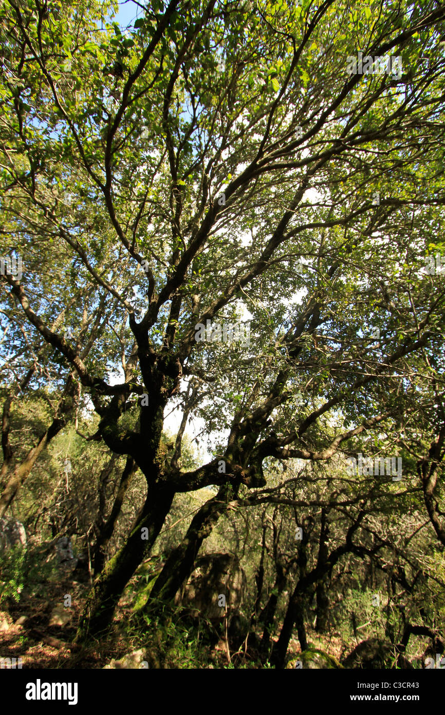 Israël, Galilée, de chênes à Baram forest Banque D'Images