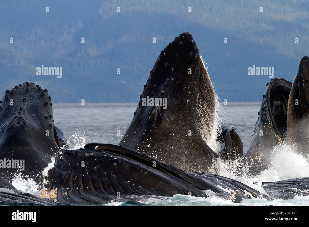 Baleine à bosse (Megaptera novaeangliae). Fente de groupe d'allaitement de krill (après la bulle-compensation). Banque D'Images