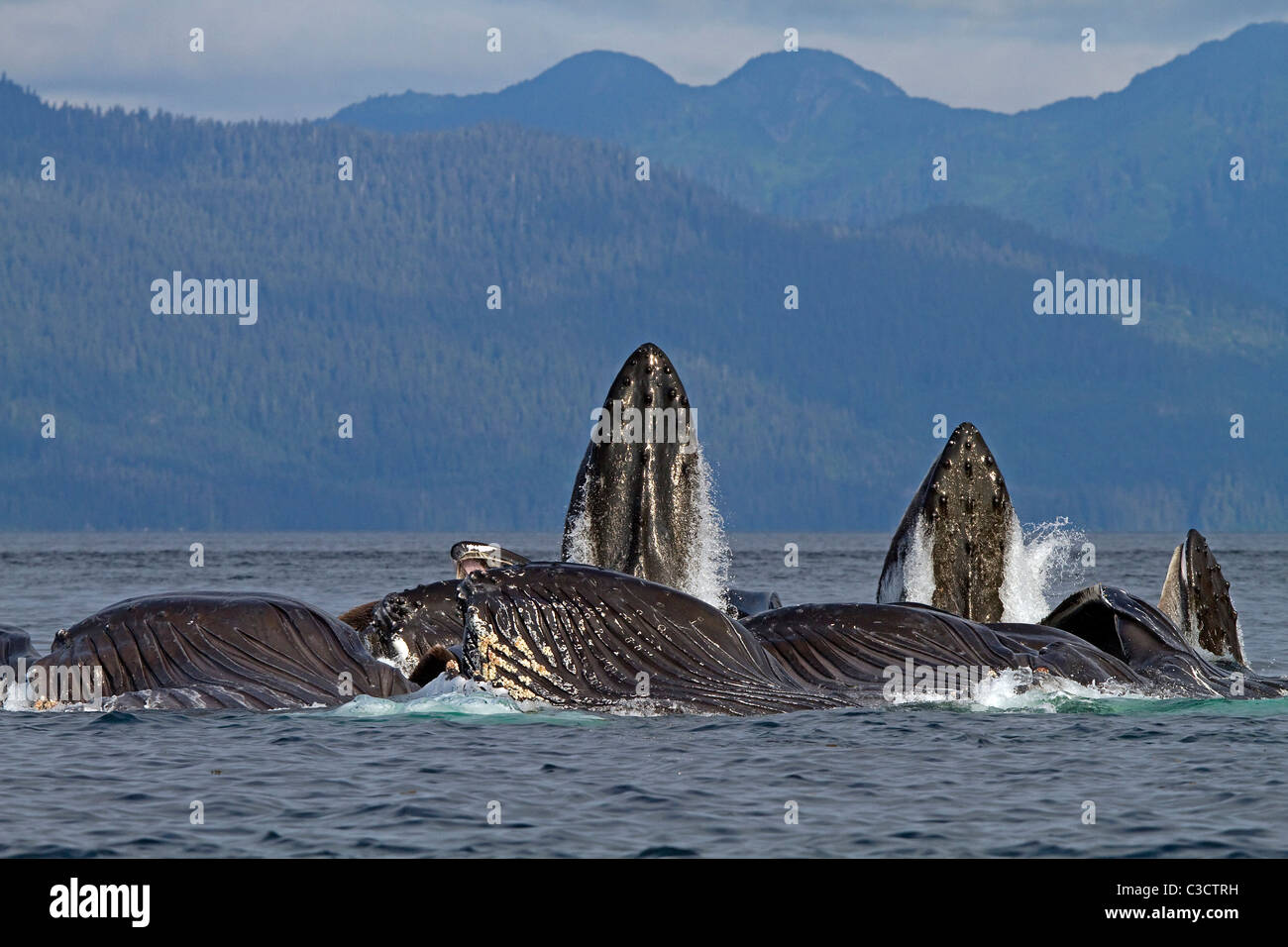 Baleine à bosse (Megaptera novaeangliae). Fente de groupe d'allaitement de krill (après la bulle-compensation). Banque D'Images