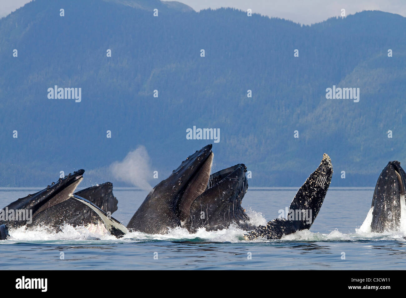 Baleine à bosse (Megaptera novaeangliae). Fente de groupe d'allaitement de krill (après la bulle-compensation). Banque D'Images
