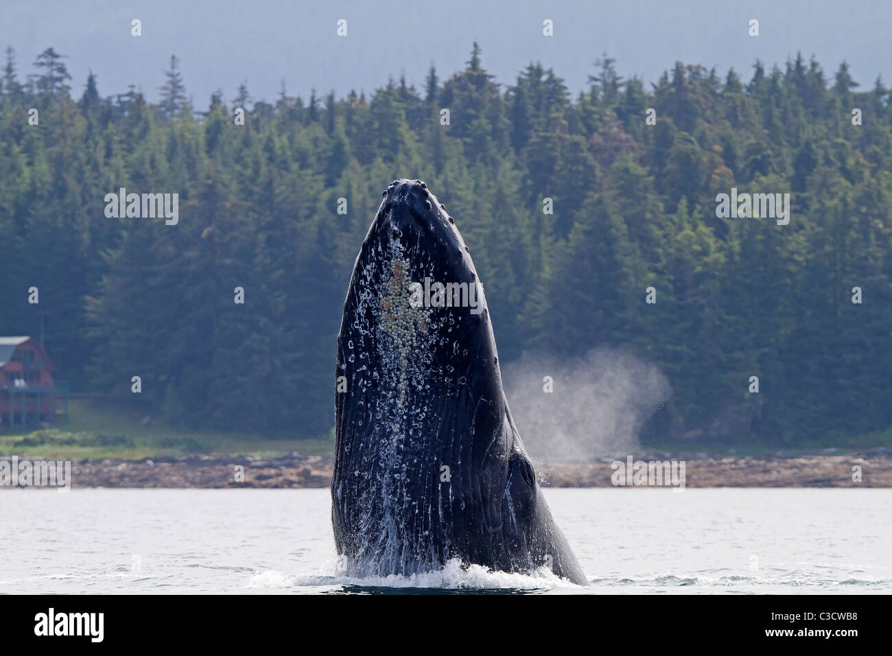 Baleine à bosse (Megaptera novaeangliae) s'apprête à sauter. Banque D'Images