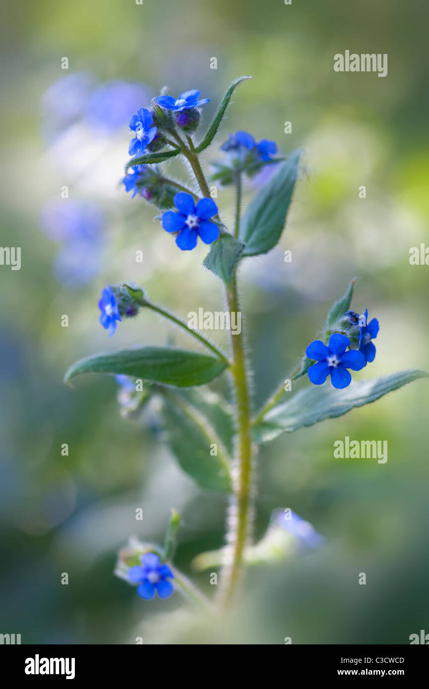 Brunnera macrophylla - fleurs Vipérine commune de Sibérie Banque D'Images