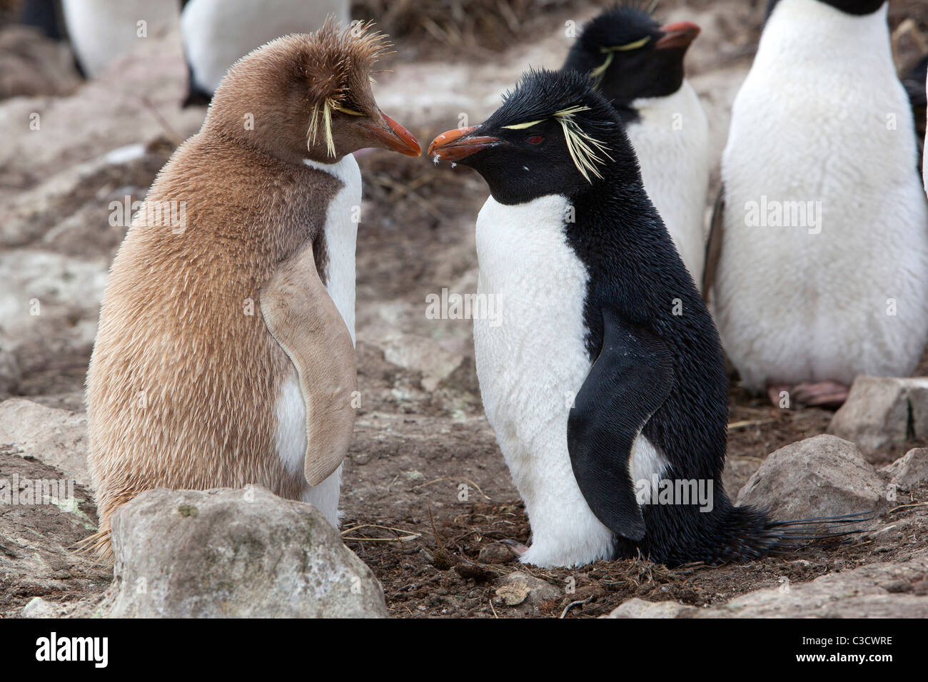Leucistic Rockhopper Penguin (Eudyptes chrysocome chrysocome) debout à côté d'une personne en couleurs normales. Banque D'Images