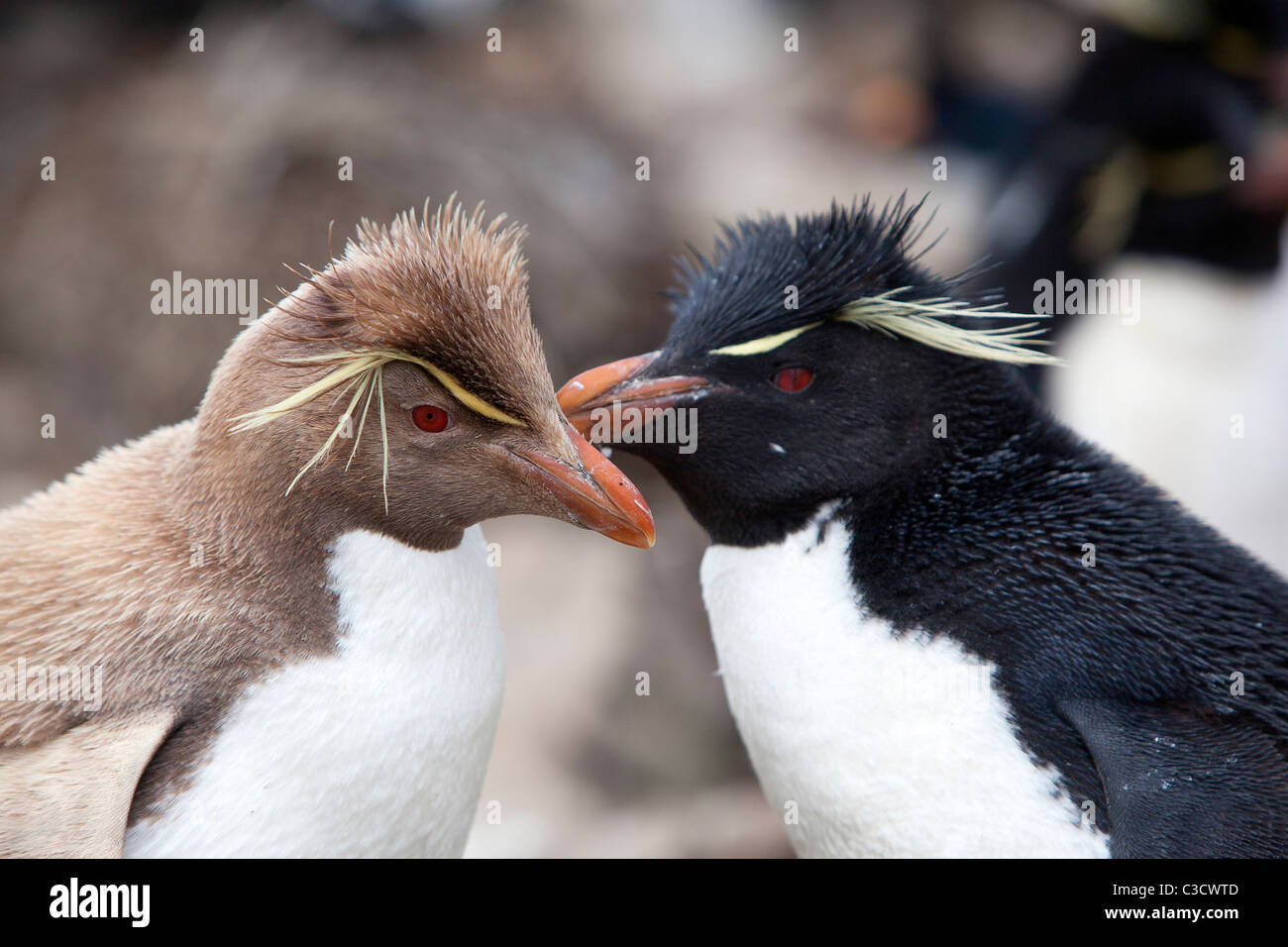 Leucistic Rockhopper Penguin (Eudyptes chrysocome chrysocome) debout à côté d'une personne en couleurs normales Banque D'Images