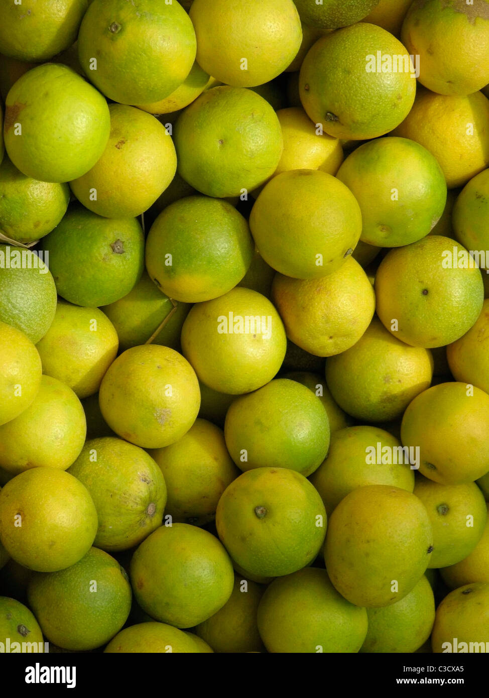 Sweet lemon, C sinensis, fruits fruits Citrange Citrus sinensis x Poncirus trifoliata Banque D'Images