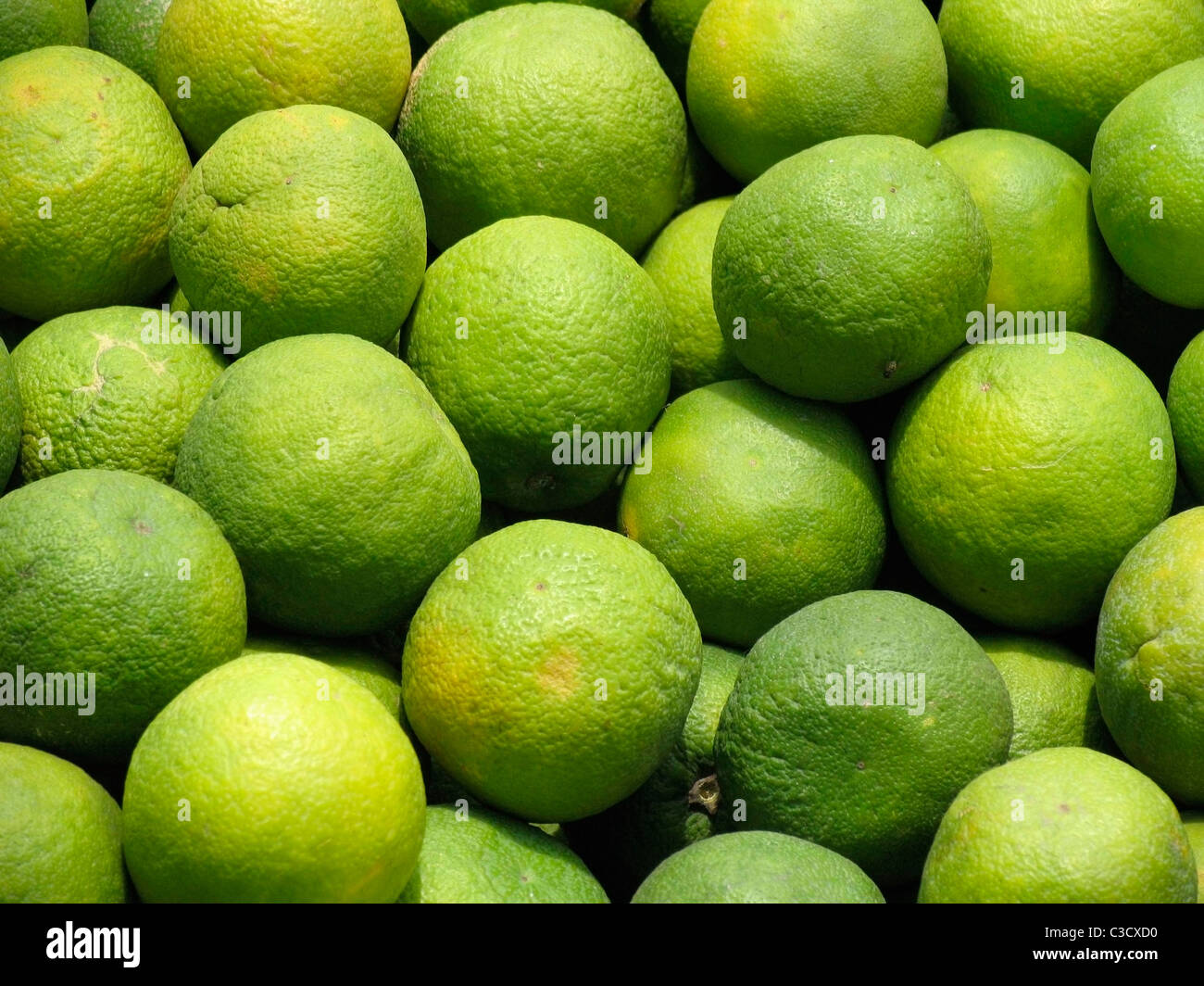 Sweet lemon, C sinensis, fruits fruits Citrange Citrus sinensis x Poncirus trifoliata Banque D'Images