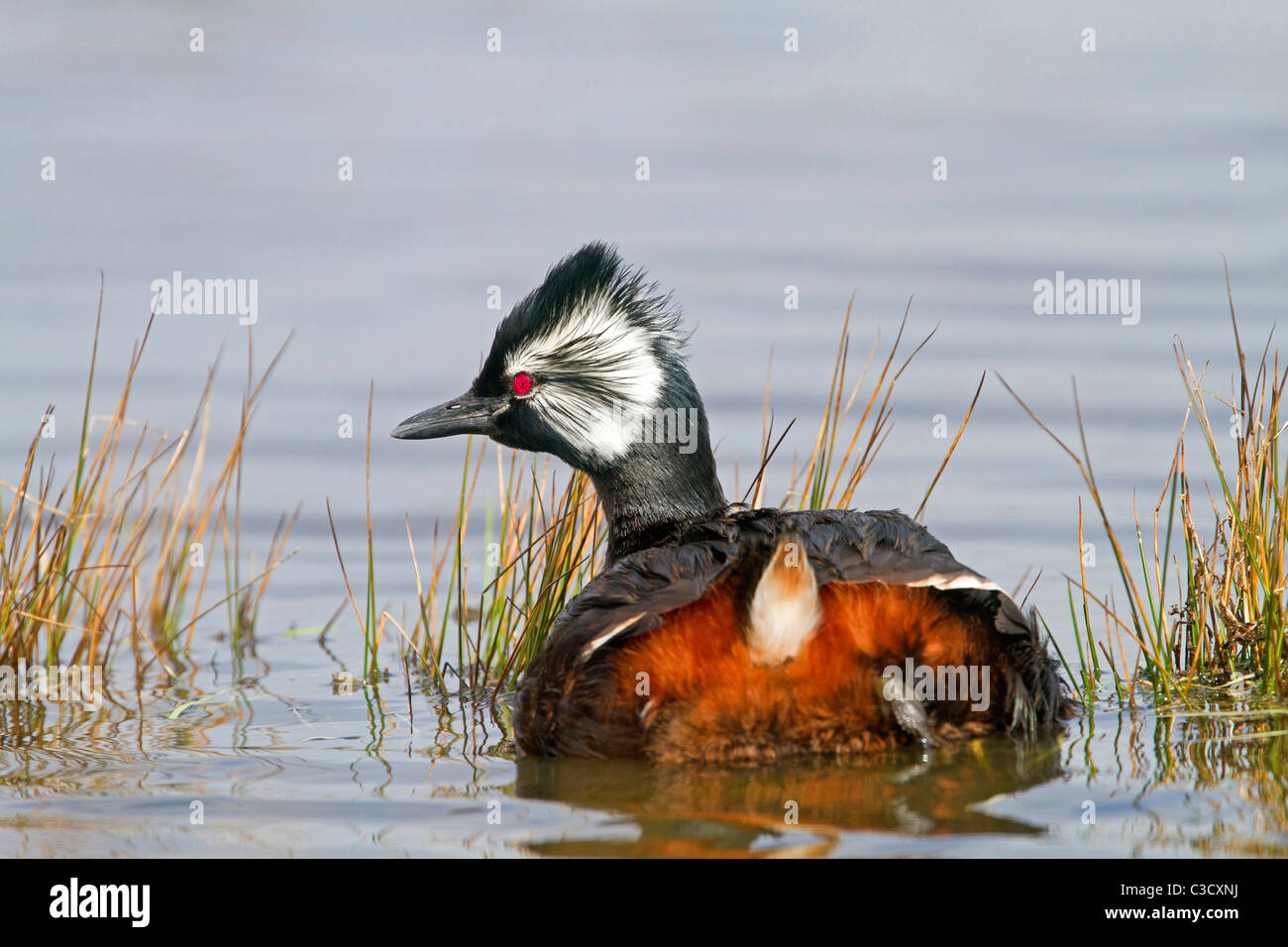 White-Grebe (Podiceps touffetée rolland rolland), des profils sur l'eau. Îles Falkland, Pebble Island. Banque D'Images