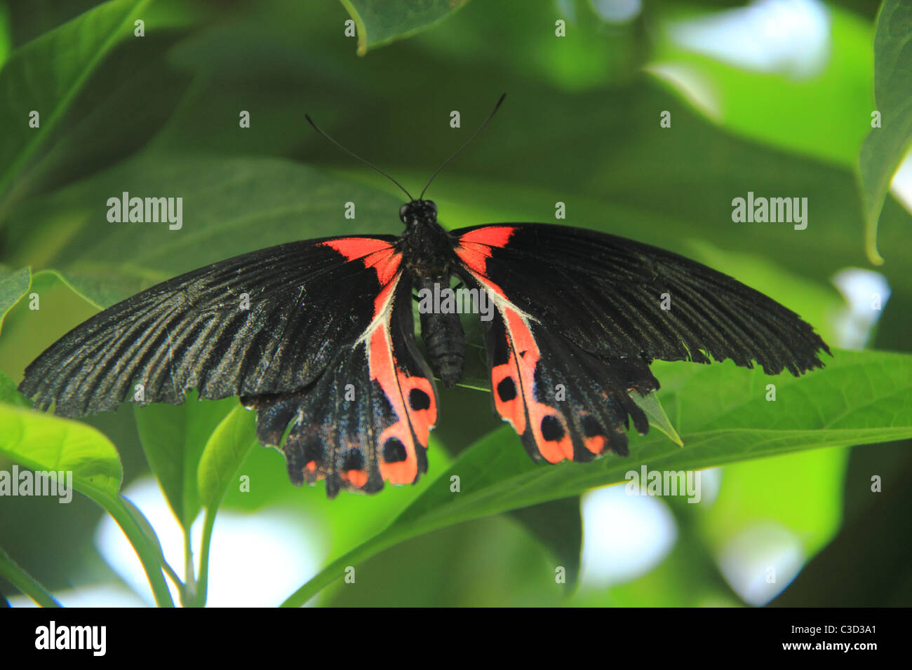 Swallowtale écarlate (papillon noir et rouge) perché sur une plante. Banque D'Images