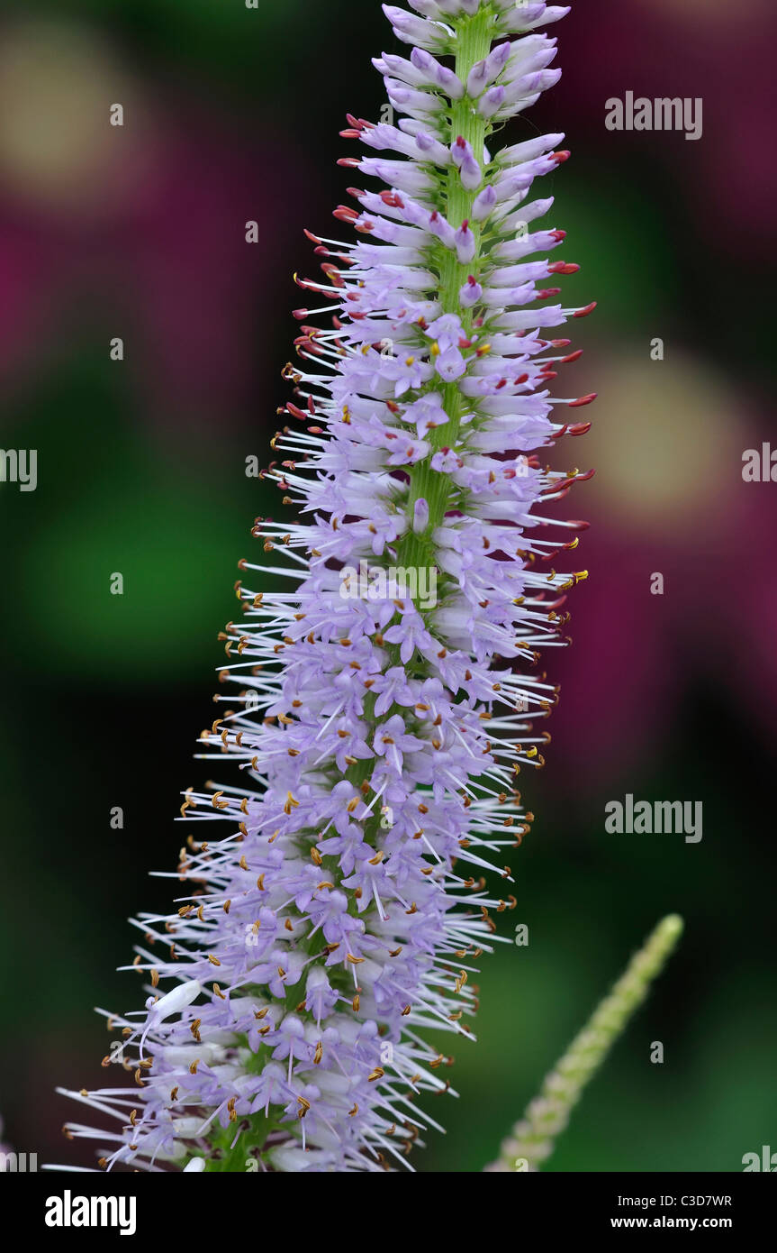 Close-up de veronicastrum lavendelturm. Dorset, UK Juillet 2010 Banque D'Images
