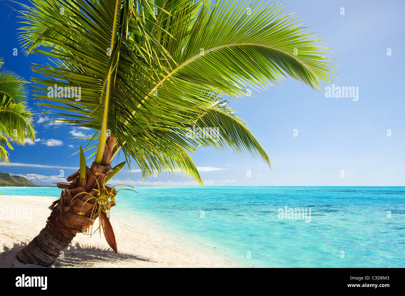 Petit palmier qui pèsent sur de superbes blue lagoon Banque D'Images