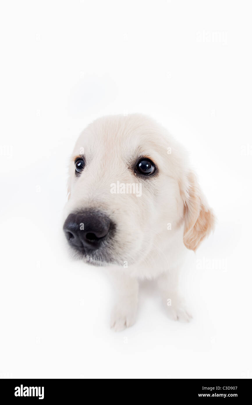 Adorable chiot golden retriever prises avec objectif grand angle Banque D'Images