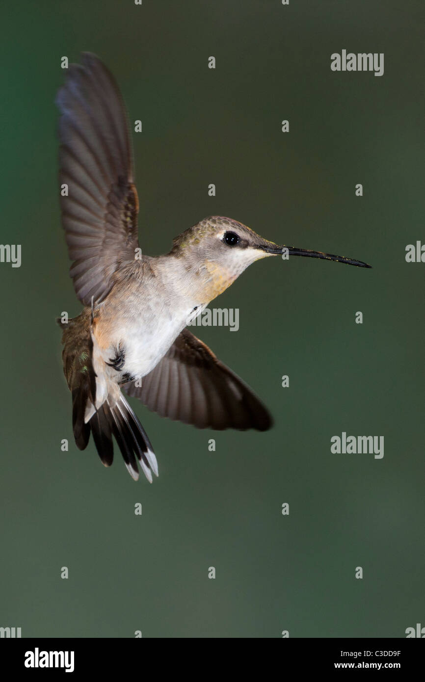 Colibri calliope femelle en vol stationnaire Banque D'Images