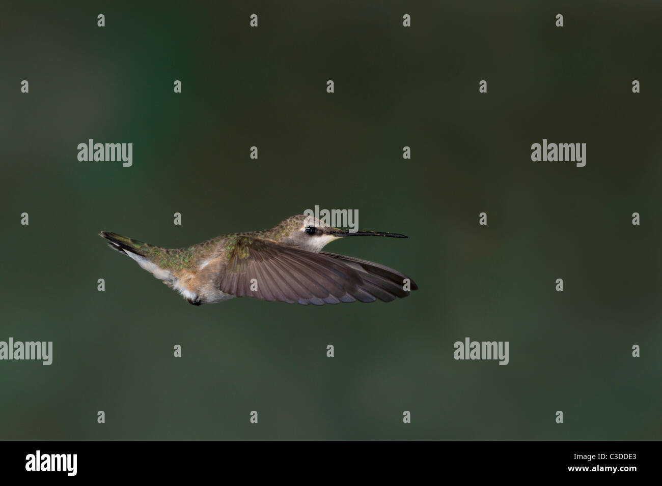 Colibri calliope femelle en vol stationnaire Banque D'Images