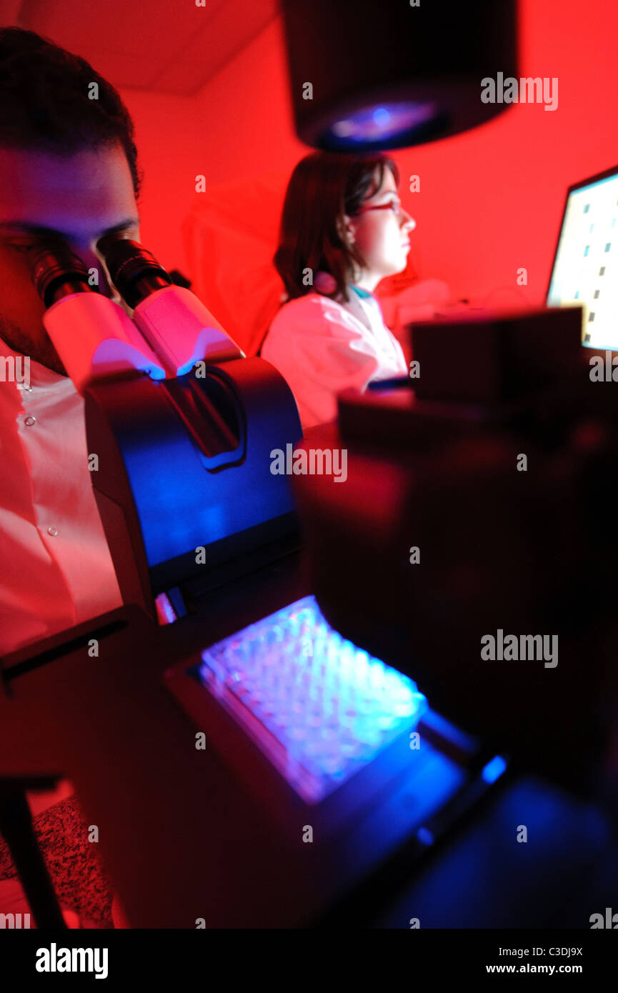 Des scientifiques, hommes et femmes en science darkroom avec éclairage rouge vers le bas à la microscope avec écran de l'ordinateur en arrière-plan Banque D'Images
