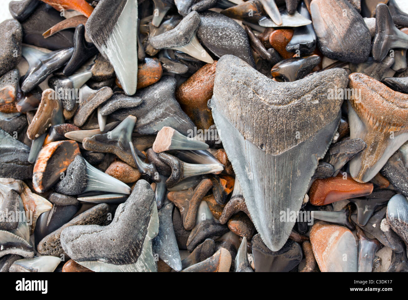 Les dents de requin mégalodon avec d'autres combustibles fossiles les dents de requin fossiles trouvés dans le golfe du Mexique. Ces fossiles sont plus de 10 000 ans Banque D'Images