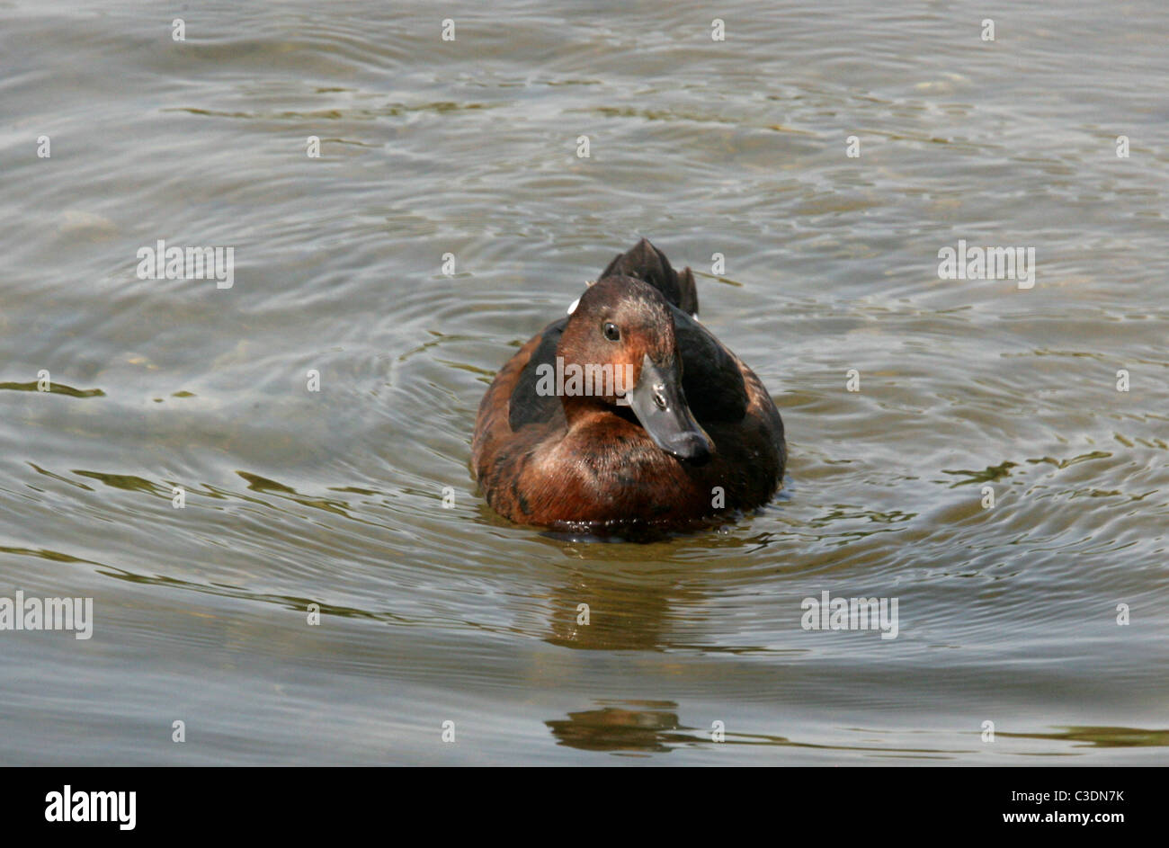 Fuligule nyroca Aythya nyroca,, Anatidae. Canard femelle. Banque D'Images