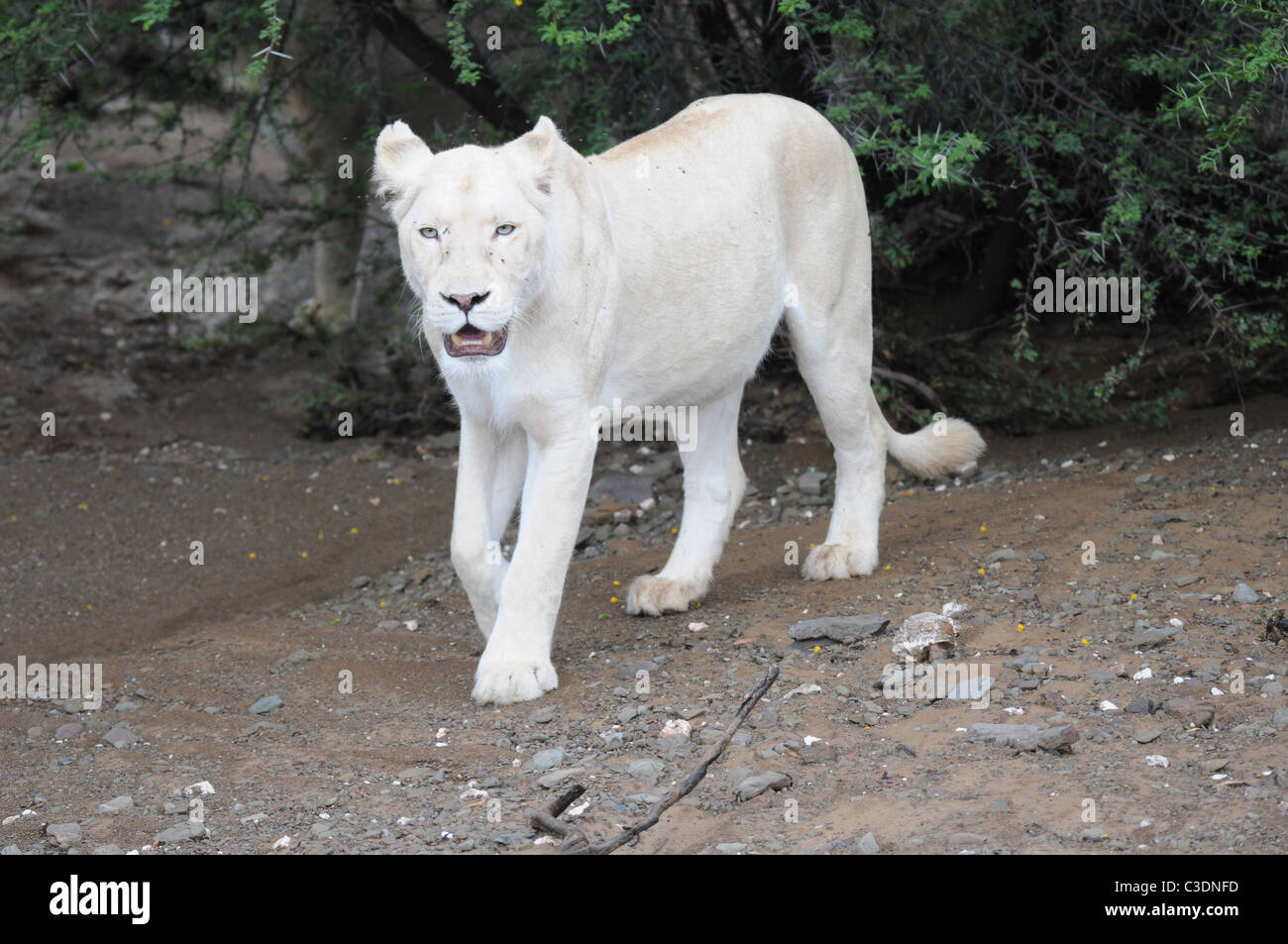 Lion Blanc Aux Yeux Bleus Banque D Image Et Photos Alamy Lion Blanc Aux Yeux Bleus Banque D Image Et Photos Alamy