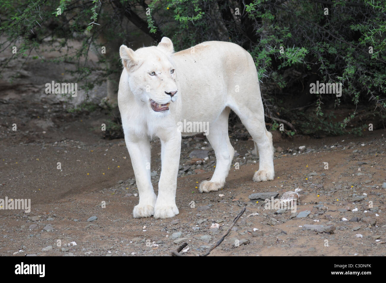 Lion Blanc Aux Yeux Bleus Banque D Image Et Photos Alamy
