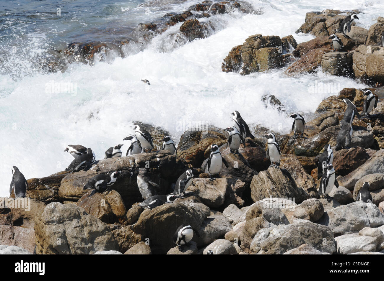 Pingouins africains en eaux troubles Banque D'Images