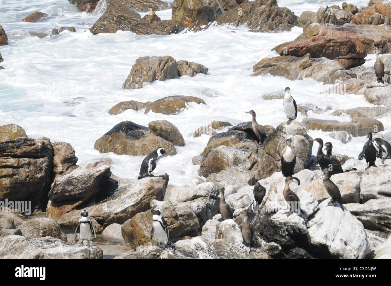 Pingouins africains en eaux troubles Banque D'Images