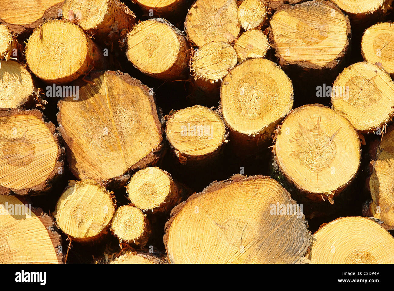 Holzstapel - pile de bois 33 Banque D'Images