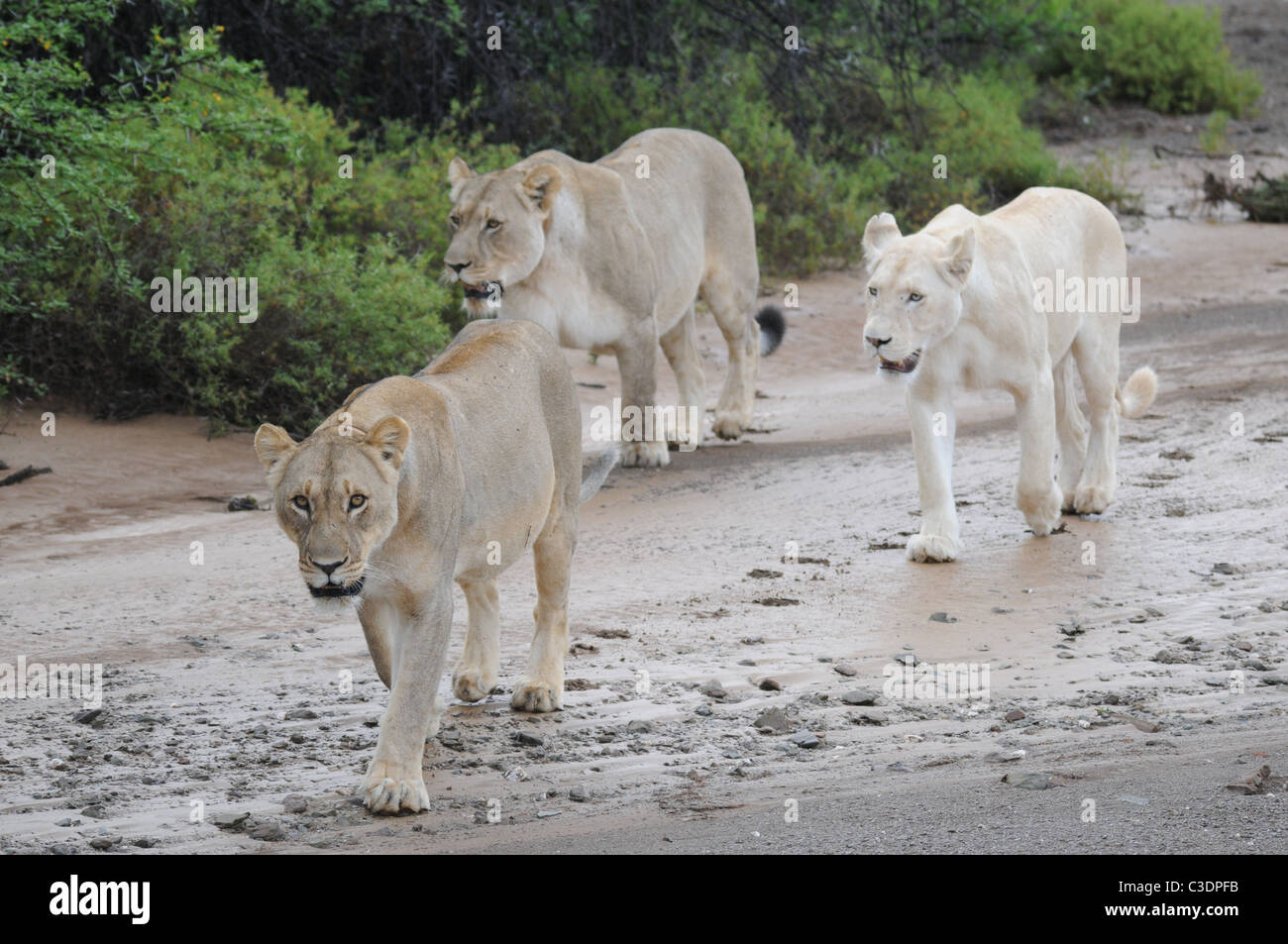 Lion Blanc Aux Yeux Bleus Banque D Image Et Photos Alamy Lion Blanc Aux Yeux Bleus Banque D Image Et Photos Alamy