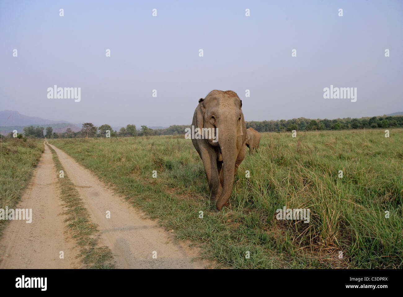 Troupeau d'éléphants sauvages d'Asie crossing route de terre près de Dhikala à Corbett National Park, Inde. Banque D'Images