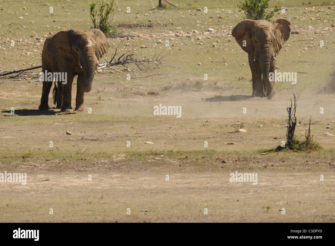 Réserve privée de Fairy Glen hébergeant le big 5 Banque D'Images