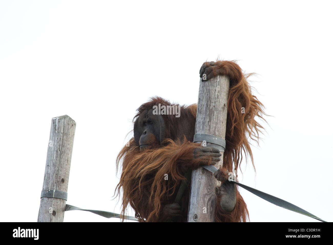 Grande belle orang-outan singe rouge des animaux en captivité Banque D'Images