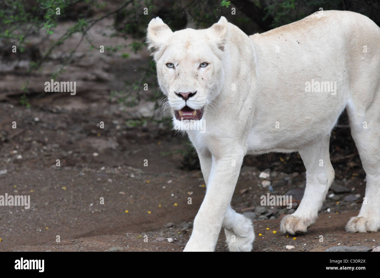 Lion Blanc Aux Yeux Bleus Banque D Image Et Photos Alamy Lion Blanc Aux Yeux Bleus Banque D Image Et Photos Alamy