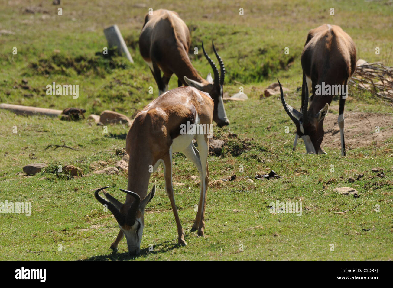 Réserve privée de Fairy Glen hébergeant le big 5 Banque D'Images