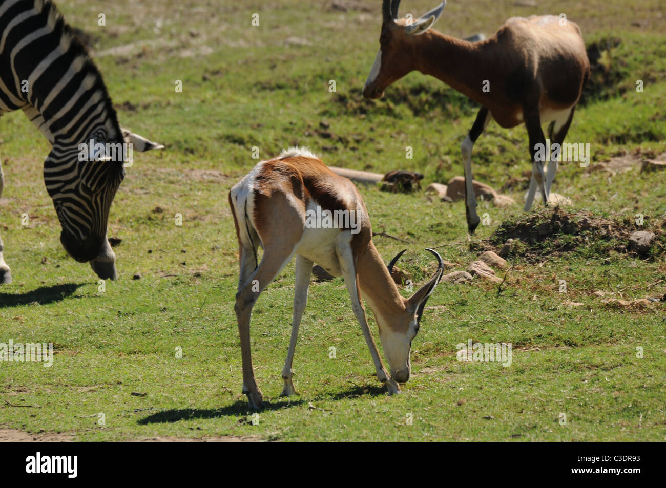 Réserve privée de Fairy Glen hébergeant le big 5 Banque D'Images