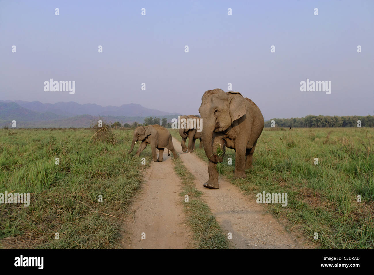 Troupeau d'éléphants sauvages d'Asie crossing route de terre près de Dhikala à Corbett National Park, Inde. Banque D'Images