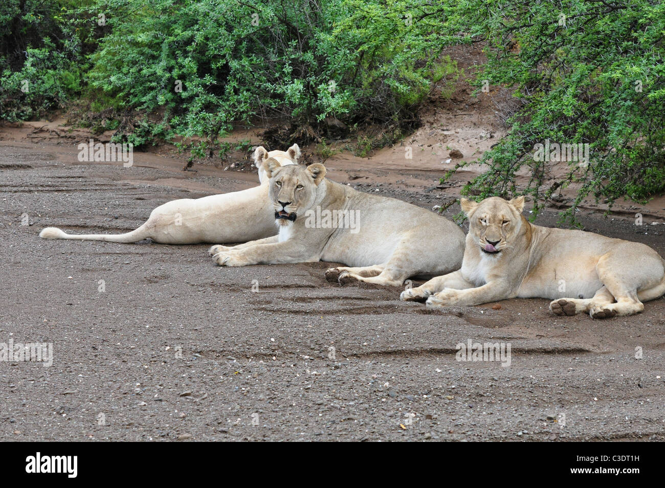 Lion Blanc Aux Yeux Bleus Banque D Image Et Photos Alamy Lion Blanc Aux Yeux Bleus Banque D Image Et Photos Alamy