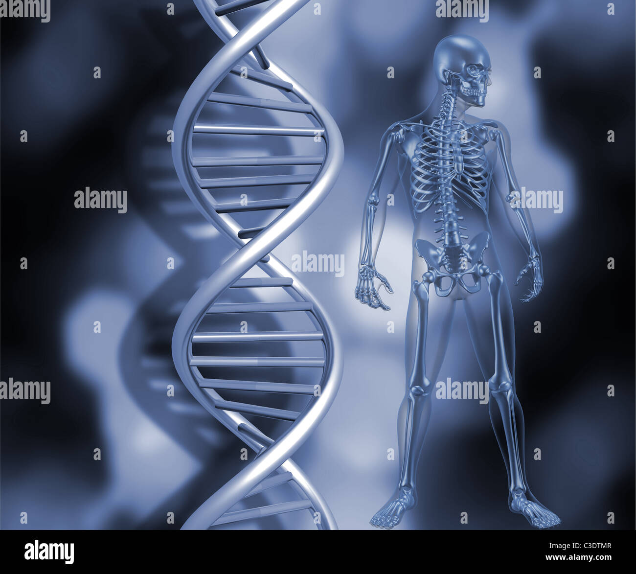 3D render of a medical skeleton se tenait près de brins d'ADN Banque D'Images