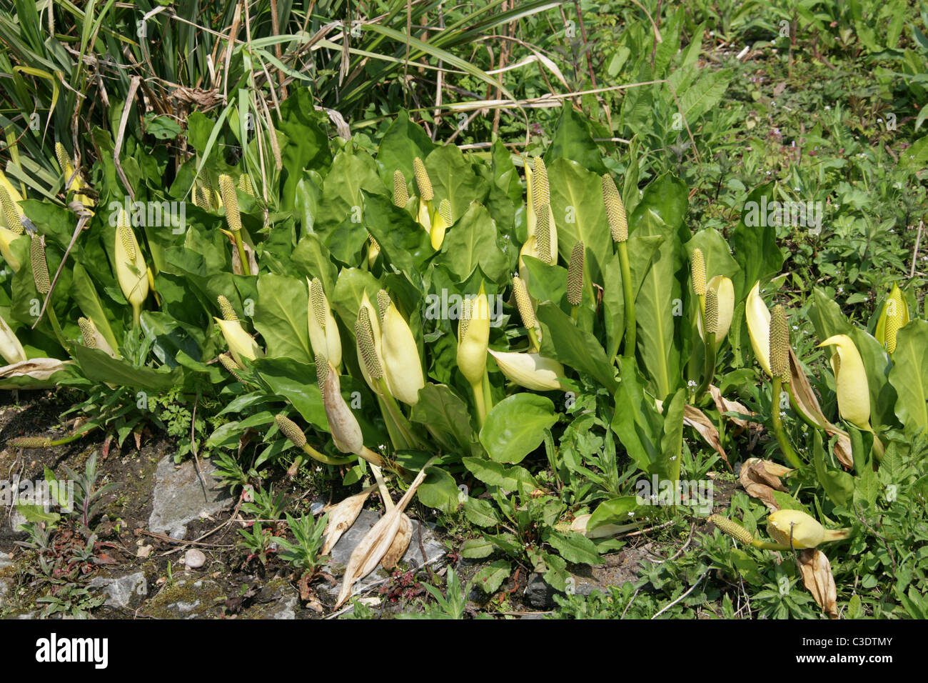 Jaune, choux ou Swamp Lantern, Lysichiton americanus, Araceae. Amérique du Nord, USA, Canada. Banque D'Images
