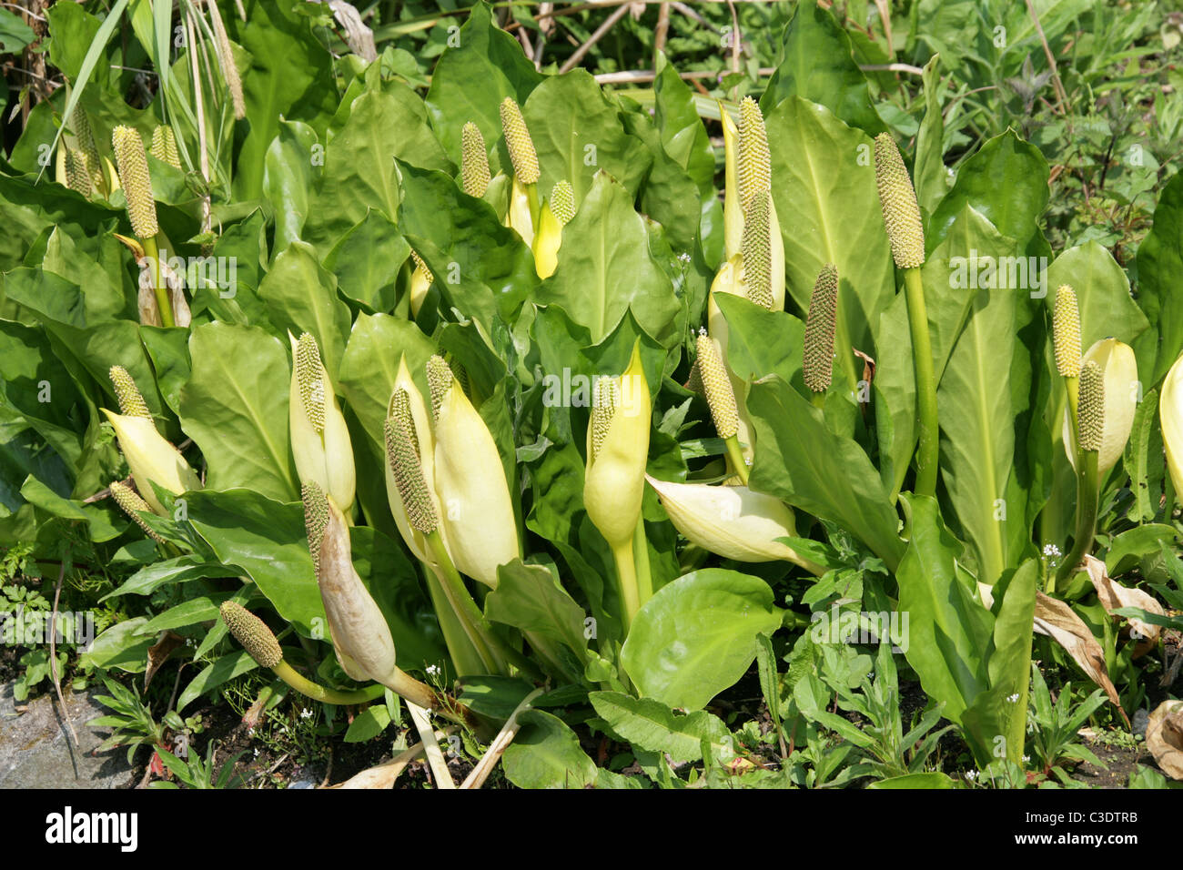 Jaune, choux ou Swamp Lantern, Lysichiton americanus, Araceae. Amérique du Nord, USA, Canada. Banque D'Images