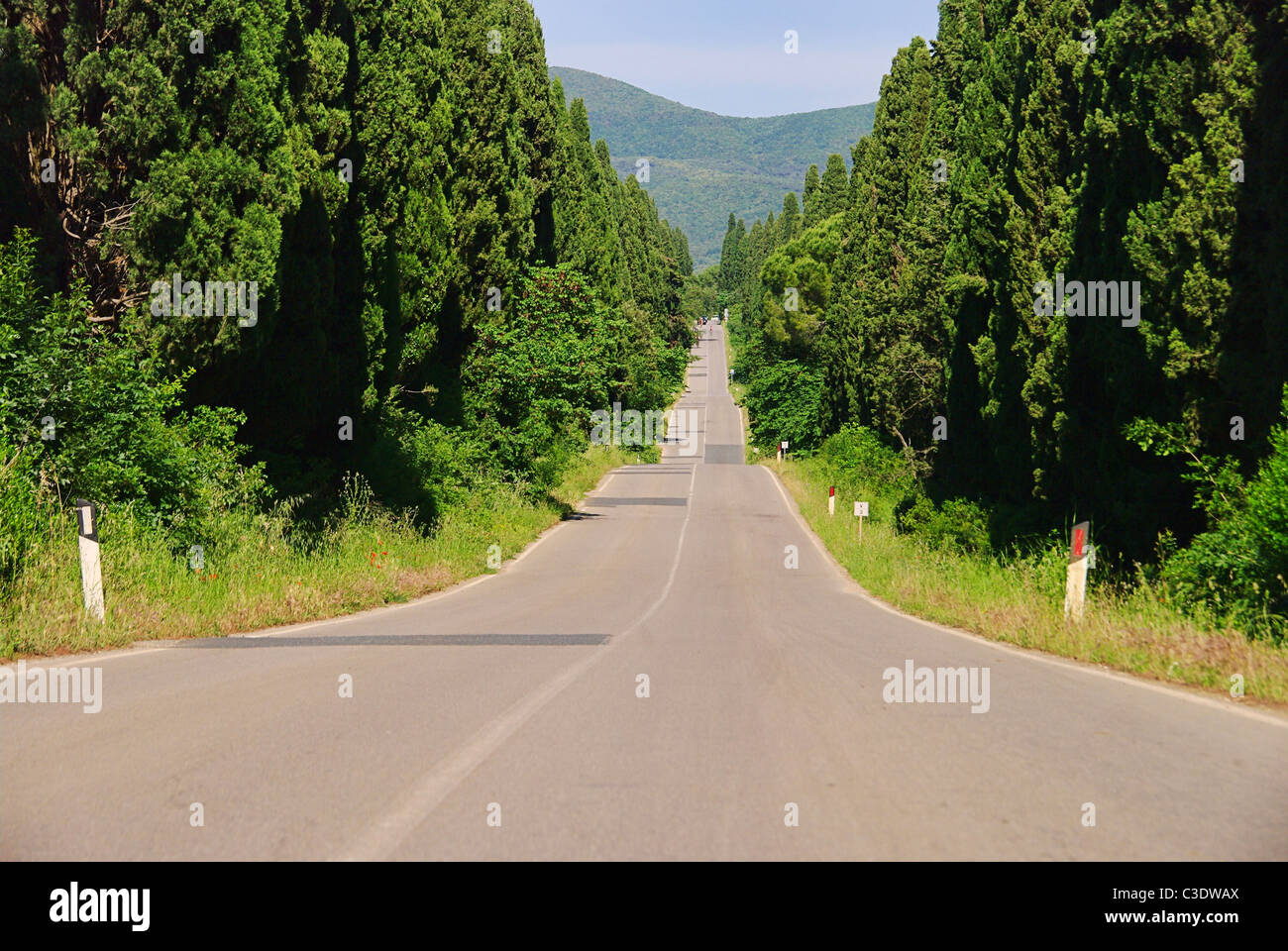 Zypressenallee laengste Italiens - cypress avenue plus longue d'Italie 02 Banque D'Images